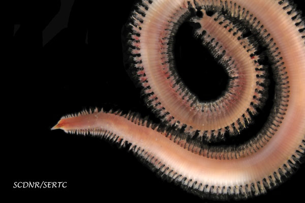 Glycera americana (polychaete worm) from Charleston Harbor, South Carolina
